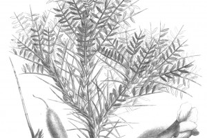 Astragalus gummifer Labill