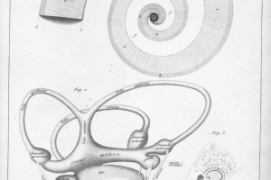 Ouvido interno (diagrama) ©BRESCHET, Gilbert (1836) - Recherches anatomiques et physiologiques sur l´organe de l´ouïe et sur l´audition dans l´homme et les animaux vertébrés.|Bibliothèque Interuniversitaire de Santé (Paris)